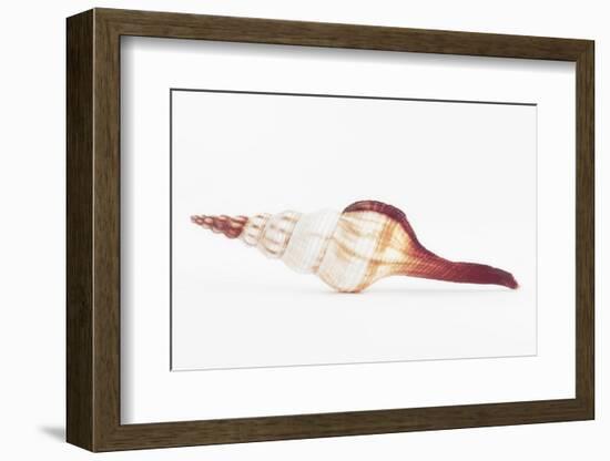 So Pure Collection - Fusinus Colus Seashell II-Philippe Hugonnard-Framed Photographic Print