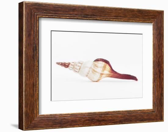 So Pure Collection - Fusinus Colus Seashell II-Philippe Hugonnard-Framed Photographic Print