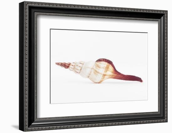 So Pure Collection - Fusinus Colus Seashell II-Philippe Hugonnard-Framed Photographic Print