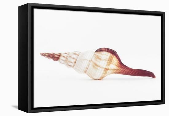 So Pure Collection - Fusinus Colus Seashell II-Philippe Hugonnard-Framed Premier Image Canvas