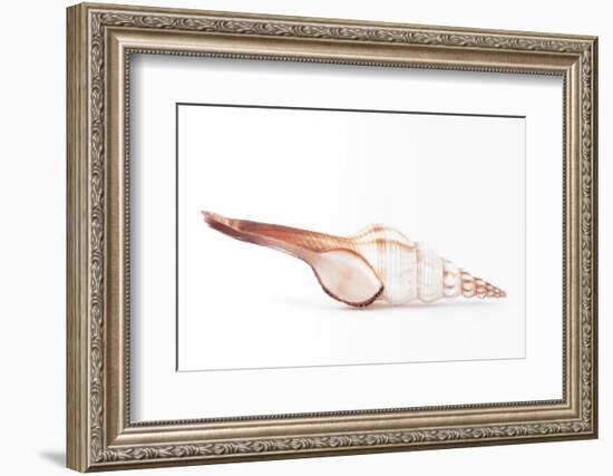 So Pure Collection - Fusinus Colus Seashell-Philippe Hugonnard-Framed Photographic Print