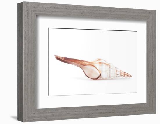 So Pure Collection - Fusinus Colus Seashell-Philippe Hugonnard-Framed Photographic Print