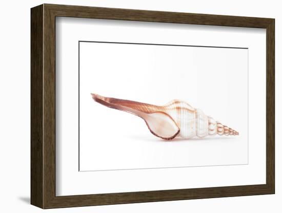 So Pure Collection - Fusinus Colus Seashell-Philippe Hugonnard-Framed Photographic Print