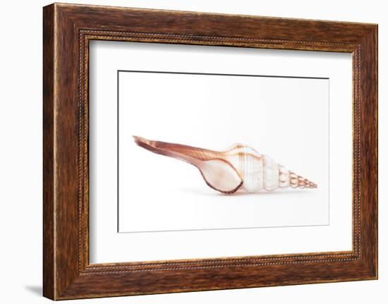 So Pure Collection - Fusinus Colus Seashell-Philippe Hugonnard-Framed Photographic Print