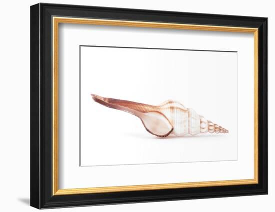 So Pure Collection - Fusinus Colus Seashell-Philippe Hugonnard-Framed Photographic Print