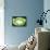 So Pure Collection - Green Agate Look-Philippe Hugonnard-Framed Premier Image Canvas displayed on a wall