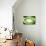 So Pure Collection - Green Agate Look-Philippe Hugonnard-Photographic Print displayed on a wall