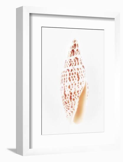 So Pure Collection - Miter Shell-Philippe Hugonnard-Framed Photographic Print