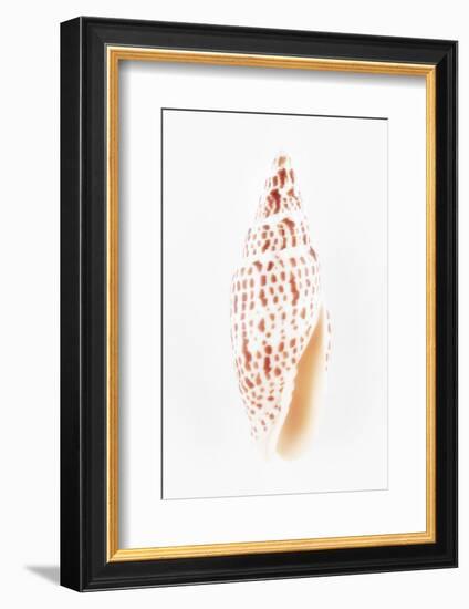 So Pure Collection - Miter Shell-Philippe Hugonnard-Framed Photographic Print