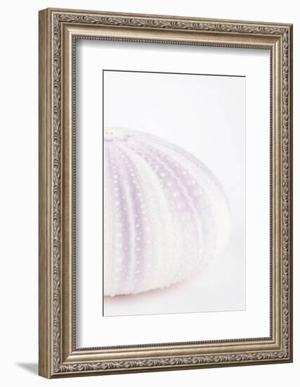 So Pure Collection - Natural Mauve Sea Urchin Shell II-Philippe Hugonnard-Framed Photographic Print