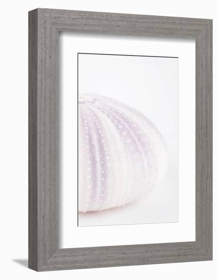 So Pure Collection - Natural Mauve Sea Urchin Shell II-Philippe Hugonnard-Framed Photographic Print