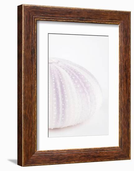 So Pure Collection - Natural Mauve Sea Urchin Shell II-Philippe Hugonnard-Framed Photographic Print