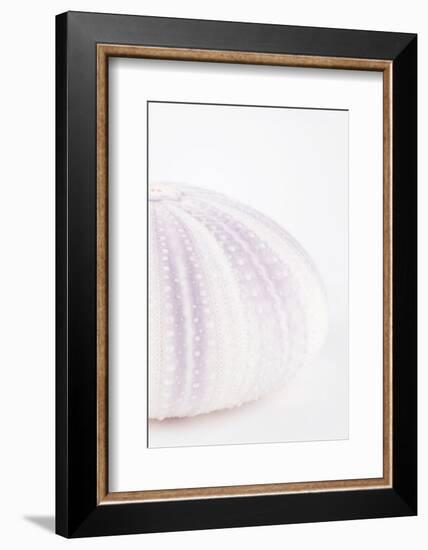 So Pure Collection - Natural Mauve Sea Urchin Shell II-Philippe Hugonnard-Framed Photographic Print