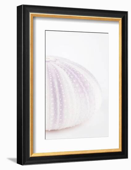 So Pure Collection - Natural Mauve Sea Urchin Shell II-Philippe Hugonnard-Framed Photographic Print