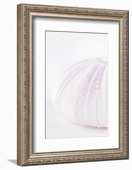 So Pure Collection - Natural Mauve Sea Urchin Shell III-Philippe Hugonnard-Framed Photographic Print