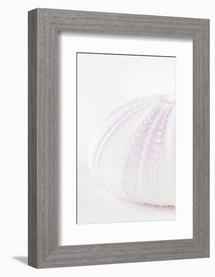 So Pure Collection - Natural Mauve Sea Urchin Shell III-Philippe Hugonnard-Framed Photographic Print