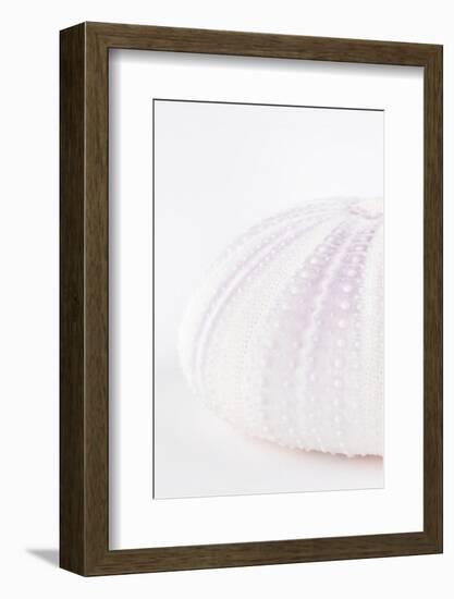 So Pure Collection - Natural Mauve Sea Urchin Shell III-Philippe Hugonnard-Framed Photographic Print