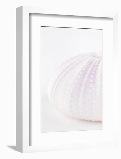 So Pure Collection - Natural Mauve Sea Urchin Shell III-Philippe Hugonnard-Framed Photographic Print