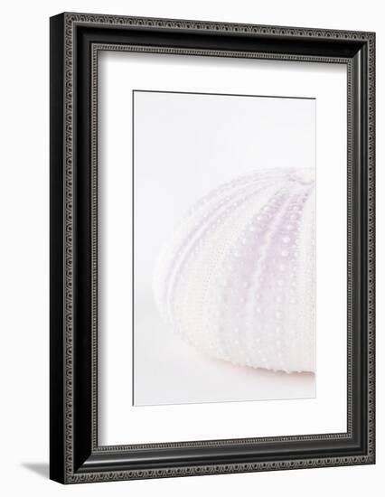 So Pure Collection - Natural Mauve Sea Urchin Shell III-Philippe Hugonnard-Framed Photographic Print