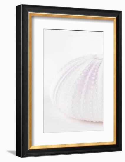 So Pure Collection - Natural Mauve Sea Urchin Shell III-Philippe Hugonnard-Framed Photographic Print