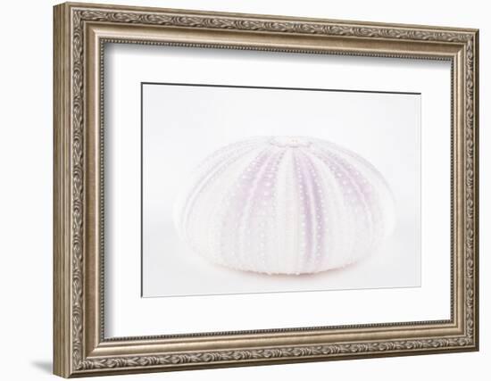 So Pure Collection - Natural Mauve Sea Urchin Shell-Philippe Hugonnard-Framed Photographic Print