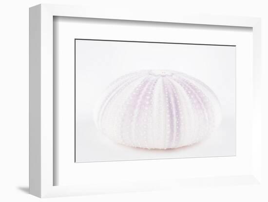 So Pure Collection - Natural Mauve Sea Urchin Shell-Philippe Hugonnard-Framed Photographic Print