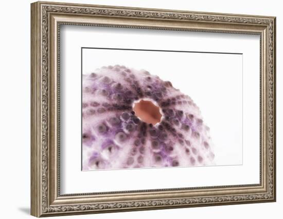 So Pure Collection - Natural Purple Sea Urchin Shell II-Philippe Hugonnard-Framed Photographic Print