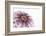So Pure Collection - Natural Purple Sea Urchin Shell II-Philippe Hugonnard-Framed Photographic Print
