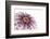 So Pure Collection - Natural Purple Sea Urchin Shell II-Philippe Hugonnard-Framed Photographic Print