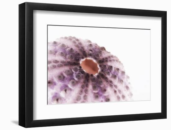 So Pure Collection - Natural Purple Sea Urchin Shell II-Philippe Hugonnard-Framed Photographic Print