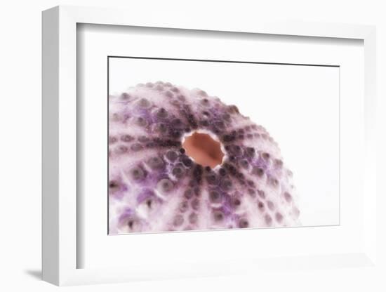 So Pure Collection - Natural Purple Sea Urchin Shell II-Philippe Hugonnard-Framed Photographic Print