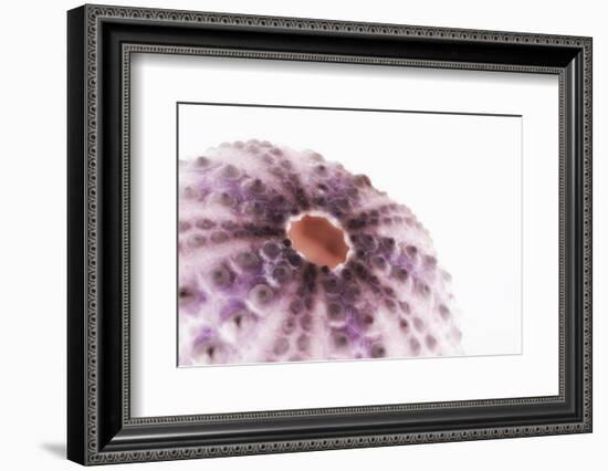 So Pure Collection - Natural Purple Sea Urchin Shell II-Philippe Hugonnard-Framed Photographic Print