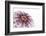 So Pure Collection - Natural Purple Sea Urchin Shell II-Philippe Hugonnard-Framed Photographic Print