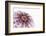 So Pure Collection - Natural Purple Sea Urchin Shell II-Philippe Hugonnard-Framed Photographic Print