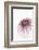 So Pure Collection - Natural Purple Sea Urchin Shell-Philippe Hugonnard-Framed Photographic Print