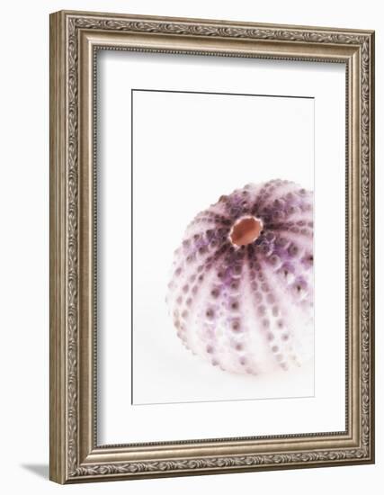 So Pure Collection - Natural Purple Sea Urchin Shell-Philippe Hugonnard-Framed Photographic Print