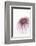 So Pure Collection - Natural Purple Sea Urchin Shell-Philippe Hugonnard-Framed Photographic Print