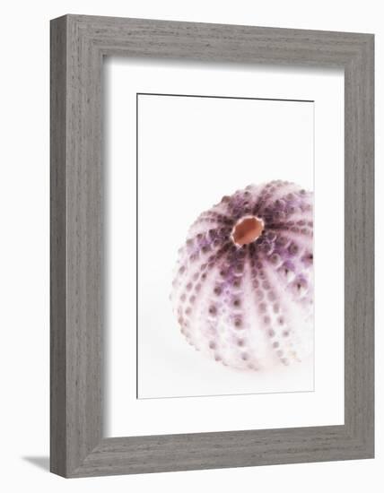 So Pure Collection - Natural Purple Sea Urchin Shell-Philippe Hugonnard-Framed Photographic Print