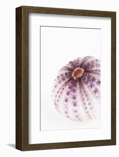 So Pure Collection - Natural Purple Sea Urchin Shell-Philippe Hugonnard-Framed Photographic Print