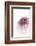 So Pure Collection - Natural Purple Sea Urchin Shell-Philippe Hugonnard-Framed Photographic Print