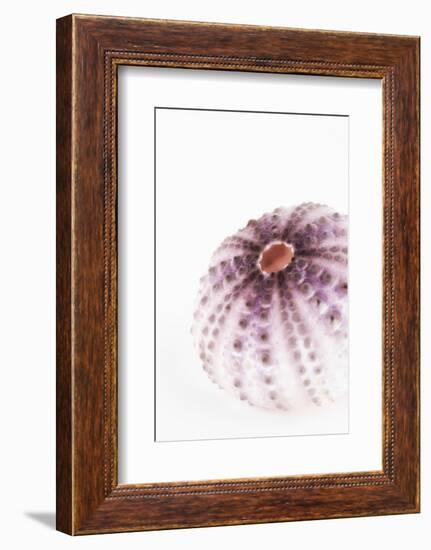 So Pure Collection - Natural Purple Sea Urchin Shell-Philippe Hugonnard-Framed Photographic Print