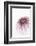 So Pure Collection - Natural Purple Sea Urchin Shell-Philippe Hugonnard-Framed Photographic Print