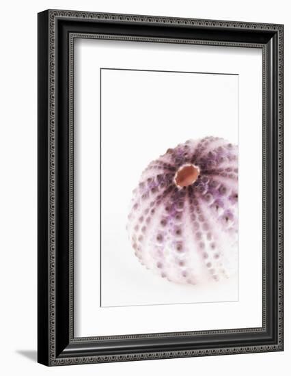 So Pure Collection - Natural Purple Sea Urchin Shell-Philippe Hugonnard-Framed Photographic Print