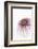 So Pure Collection - Natural Purple Sea Urchin Shell-Philippe Hugonnard-Framed Photographic Print