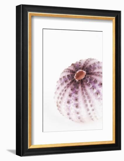 So Pure Collection - Natural Purple Sea Urchin Shell-Philippe Hugonnard-Framed Photographic Print