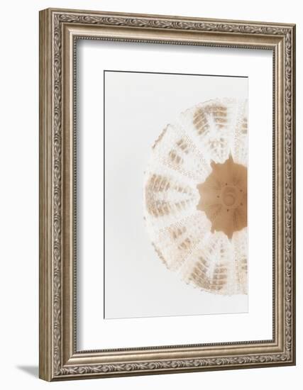 So Pure Collection - Natural Sea Urchin Shell II-Philippe Hugonnard-Framed Photographic Print