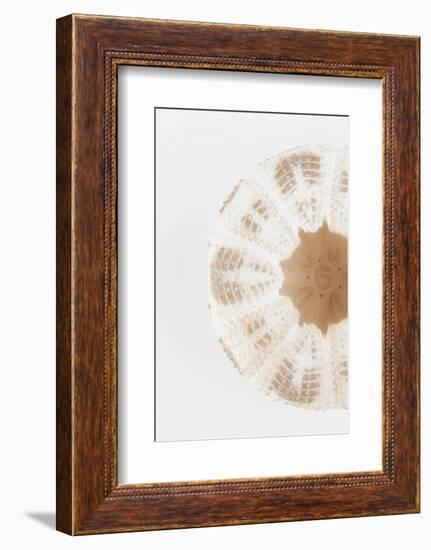 So Pure Collection - Natural Sea Urchin Shell II-Philippe Hugonnard-Framed Photographic Print