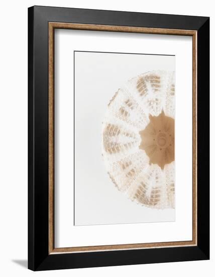 So Pure Collection - Natural Sea Urchin Shell II-Philippe Hugonnard-Framed Photographic Print