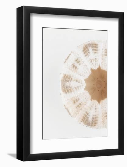 So Pure Collection - Natural Sea Urchin Shell II-Philippe Hugonnard-Framed Photographic Print