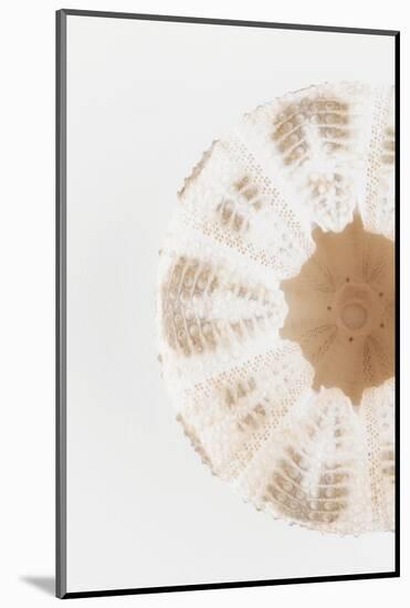 So Pure Collection - Natural Sea Urchin Shell II-Philippe Hugonnard-Mounted Photographic Print